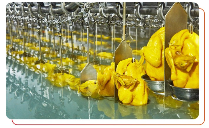  白切雞食材供應(yīng)商唐順興雞的來(lái)源