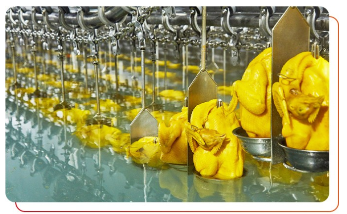 作為白切雞食材供應(yīng)商需要注意什么？